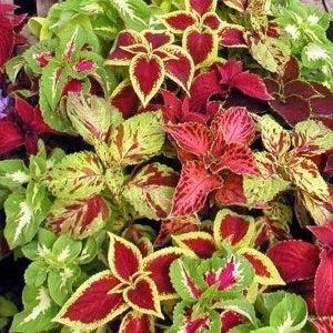 Wizard Select Mix Coleus
