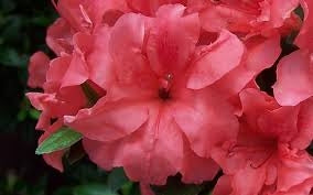 azalea x ‘encore’ AUTUMN PRINCESS