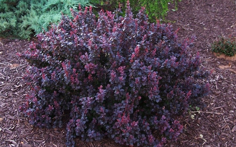 berberis thunbergii ‘crimson pygmy’ CRIMSON PYGMY BARBERRY