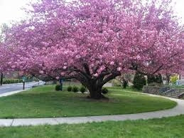 prunus serrulata ‘Kwanzan’ KWANZAN FLOWERING CHERRY