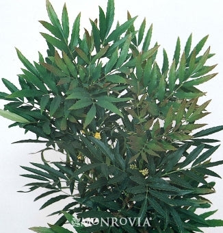 mahonia fortune CHINESE MAHONIA