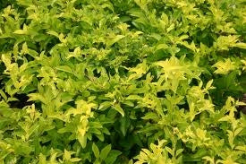 Duranta Gold (4" Pot) (SHIPPED)