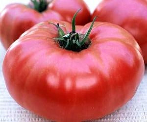 Tomato Brandywine Pink (3.5") (Shipped)