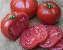 Tomato Big Beef (3.5")