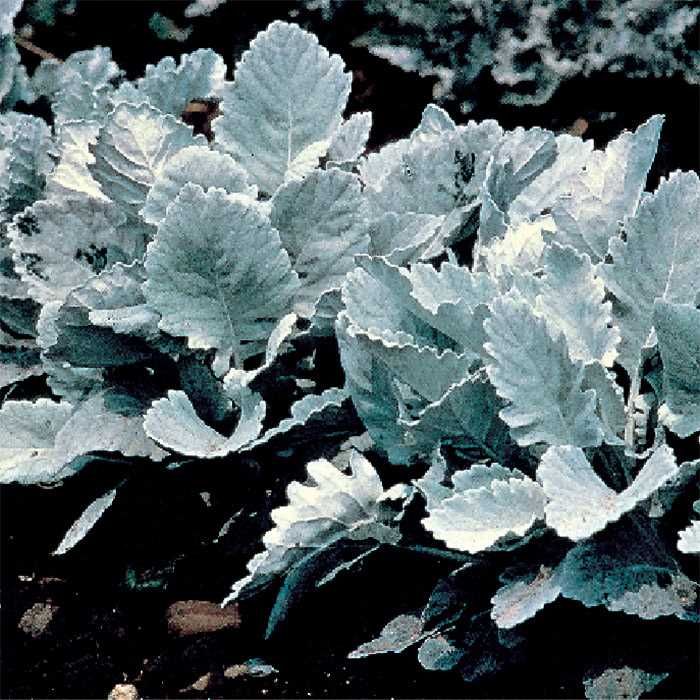 Dusty Miller Cirrus (4.5" Pot)