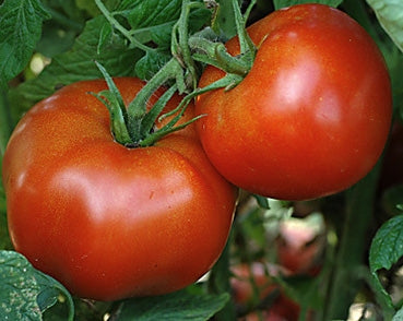 Tomato Rutger's (12-04 Pack)