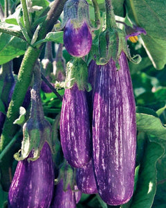 Eggplant Fairy Tale (3.5")