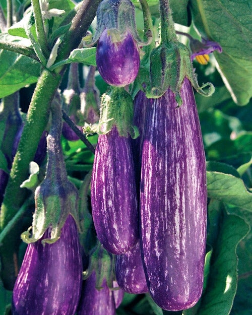 Eggplant Fairy Tale (3.5