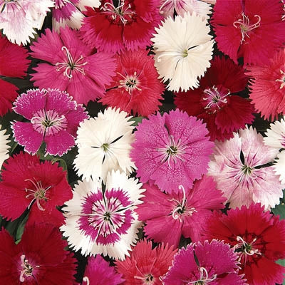 Ideal Select Mix Dianthus