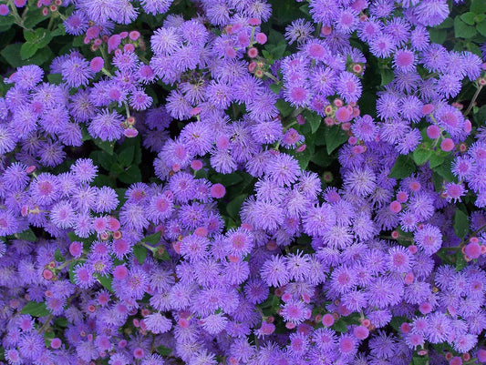 Ageratum Aloha Blue (6-06 Pack)