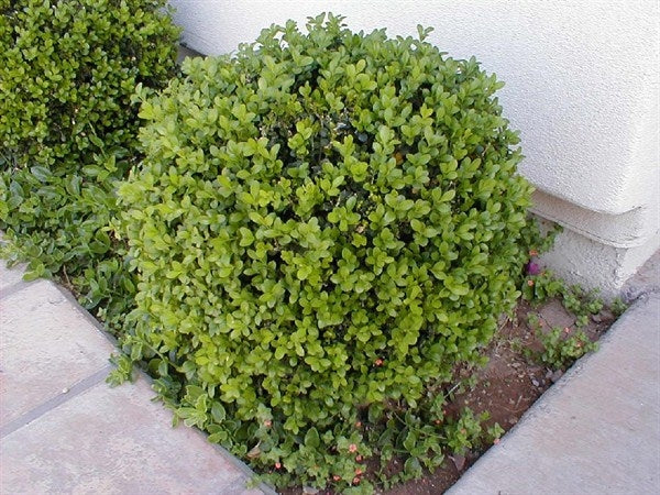 buxus microphylla ‘japonica’ JAPANESE BOXWOOD