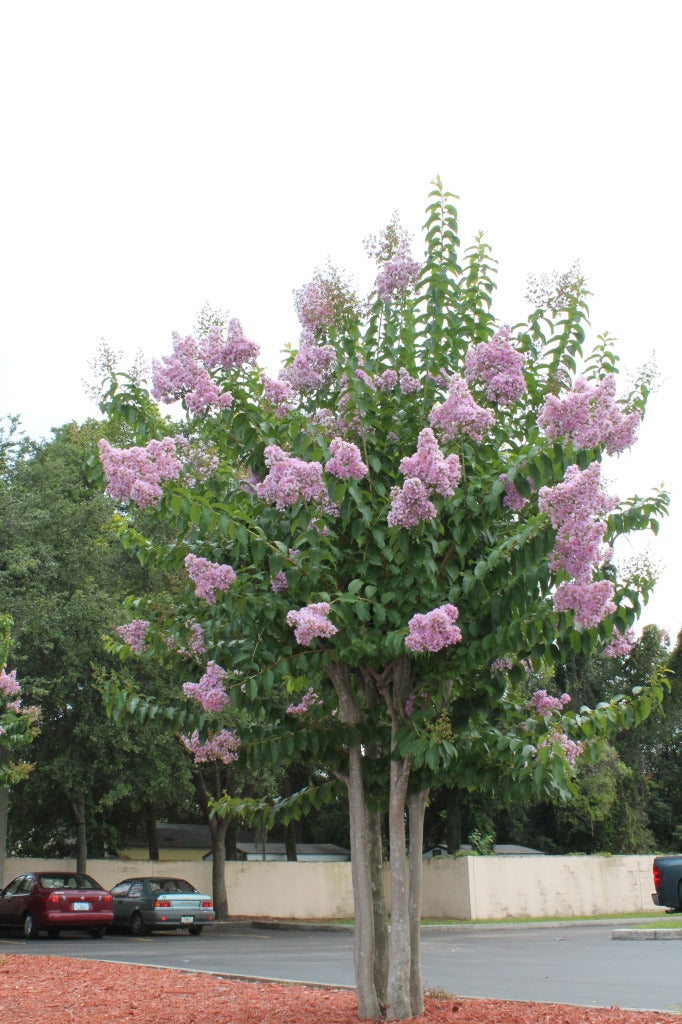 crape myrtle lavender tree Muskogee Crape Myrtle (15 Gallon)