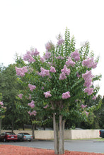 Load image into Gallery viewer, lagerstromia indica &#39;muskogee&#39; MUSKOGEE CRAPE MYRTLE