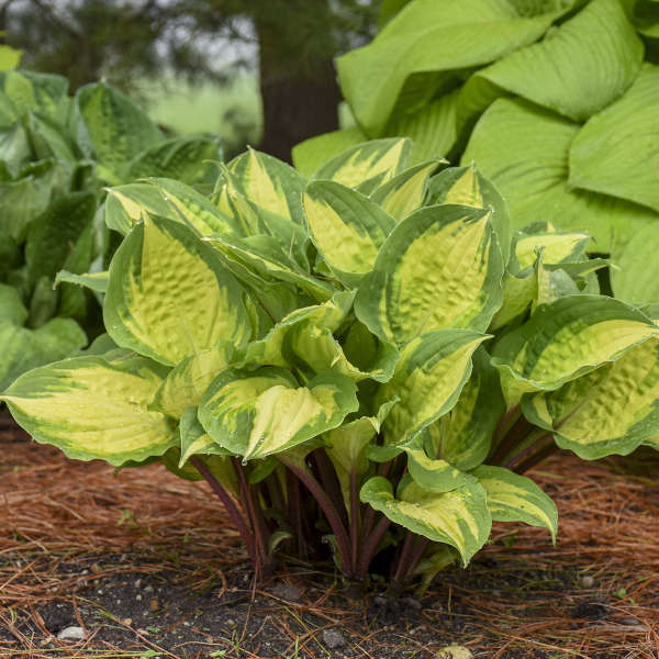 Hosta Rainforest Sunrise