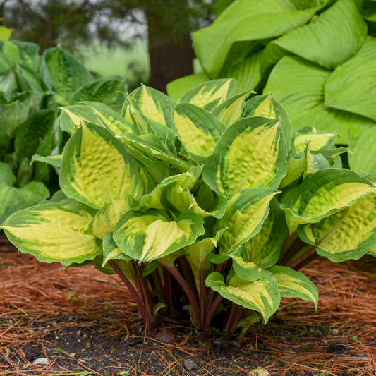 Hosta Rainforest Sunrise