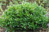 ilex cornuta ‘carissa’ CARISSA HOLLY