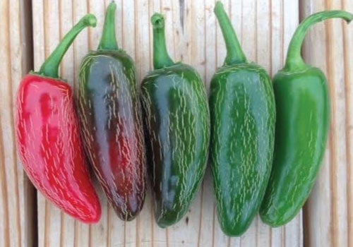 Jalapeno Early Pepper