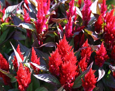 Celosia New Look Red (6-06 Pack) – Needham'sNursery