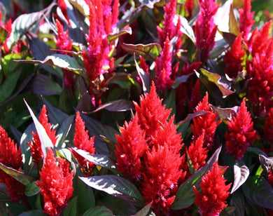 Celosia New Look Red (6-06 Pack)