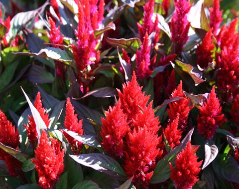 Celosia New Look Red 4