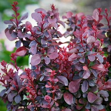 berberis thunbergii ‘concorde’ CONCORDE BARBERRY