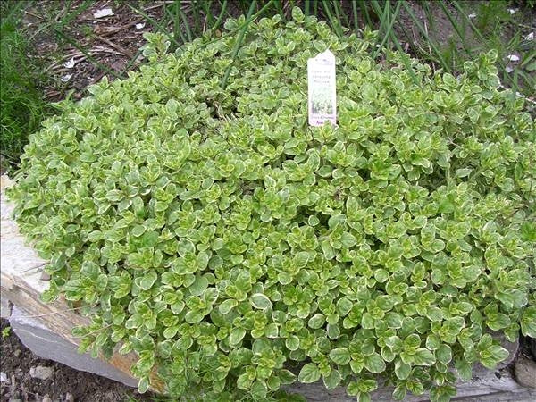 Marjoram Sweet (4") (Shipped)