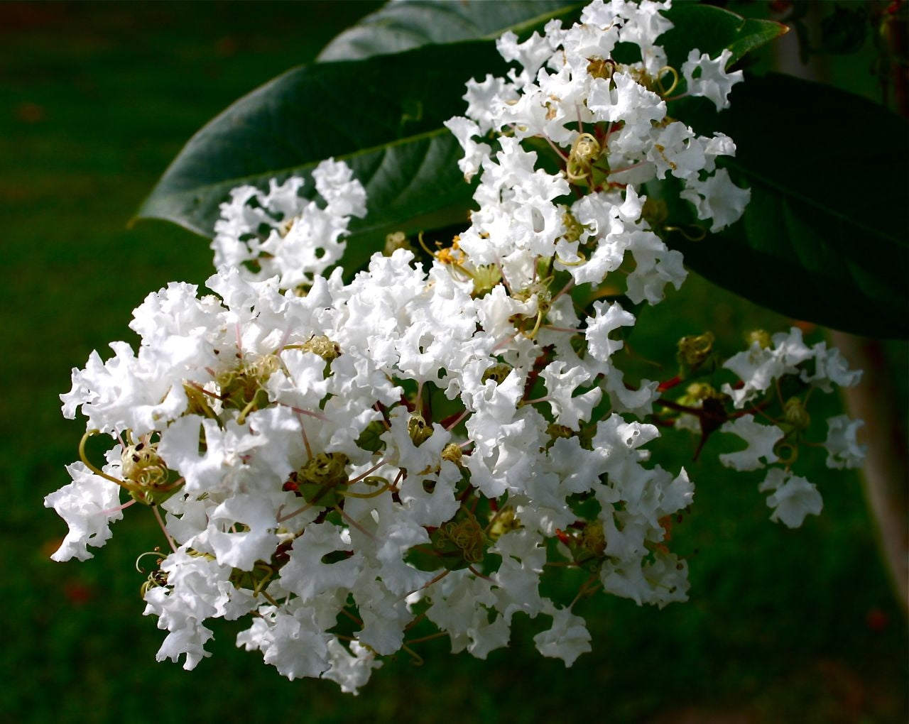 lagerstroemia indica x fauriei 'natchez’ NATCHEZ CRAPE MYRTLE