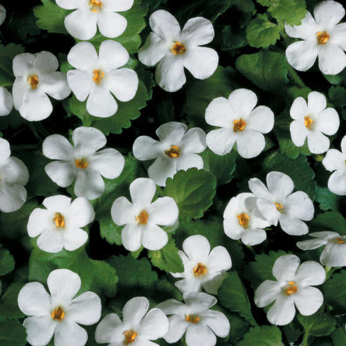 Bacopa Snowstorm Giant Snowflake 4.5" (PW) (SHIPPED)