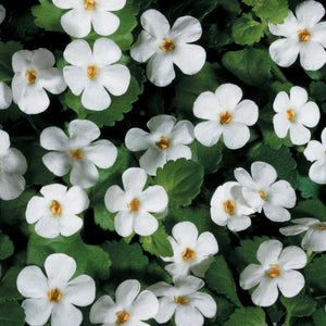 Bacopa Snowstorm Giant Snowflake