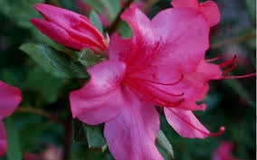 azalea x ‘encore’ AUTUMN SUNDANCE