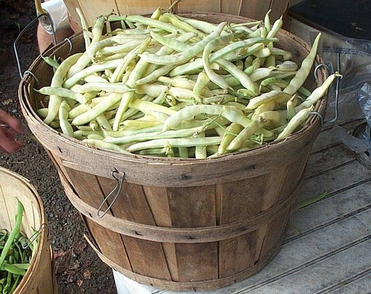 Beans Kentucky Wonder Pole (3.5") (Shipped)