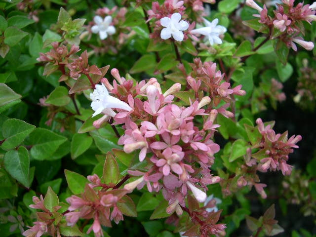 abelia x 'Rose Creek' ROSE CREEK ABELIA