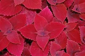 Coleus Volcanic Red Head (4.5" Pot)