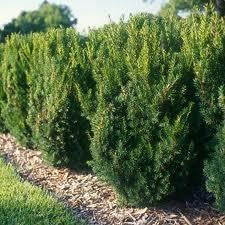 taxus media ‘hicksii’ HICKS YEW