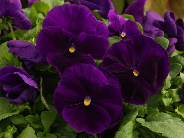 Majestic Giants II Clear Purple