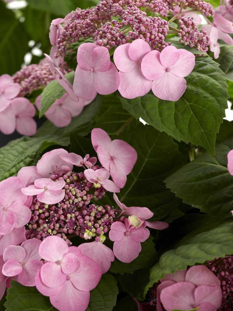 hydrangea macrophylla ‘twist-n-shout’ ENDLESS SUMMER TWIST N SHOUT HYDRANGEA