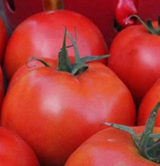 Tomato Burpee Big Boy (3.5") (Shipped)