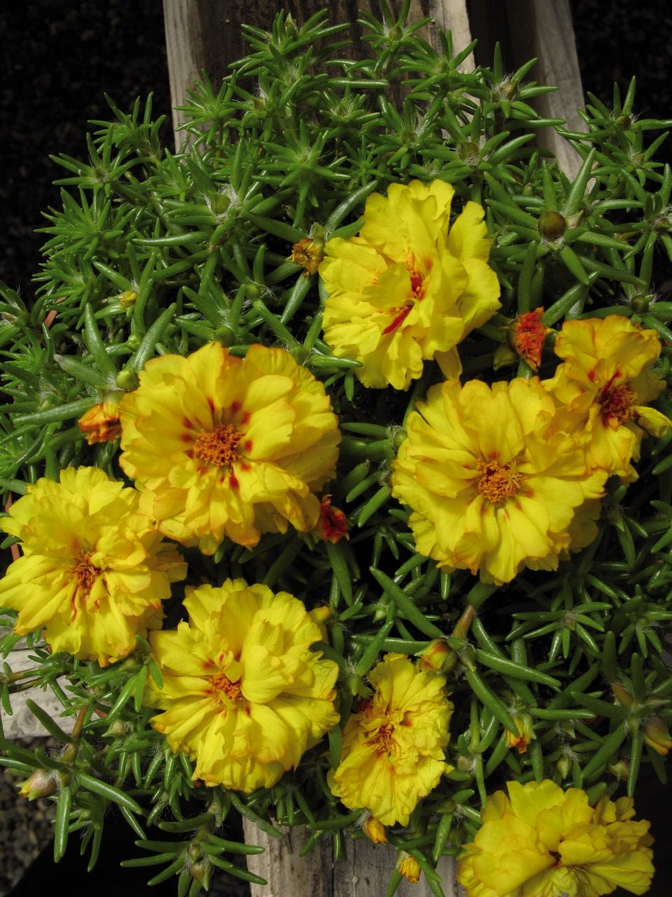 Stopwatch Yellow Portulaca