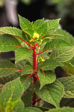 Load image into Gallery viewer, hydrangea macrophylla ‘bloomstruck’ ENDLESS SUMMER BLOOMSTRUCK HYDRANGEA