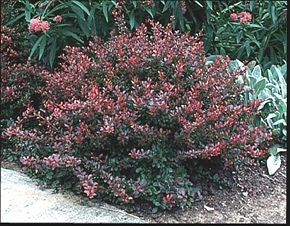 berberis thunbergii ‘crimson pygmy’ CRIMSON PYGMY BARBERRY