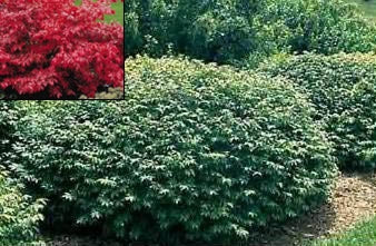 euonymus alata ‘compacta’ COMPACT BURNING BUSH