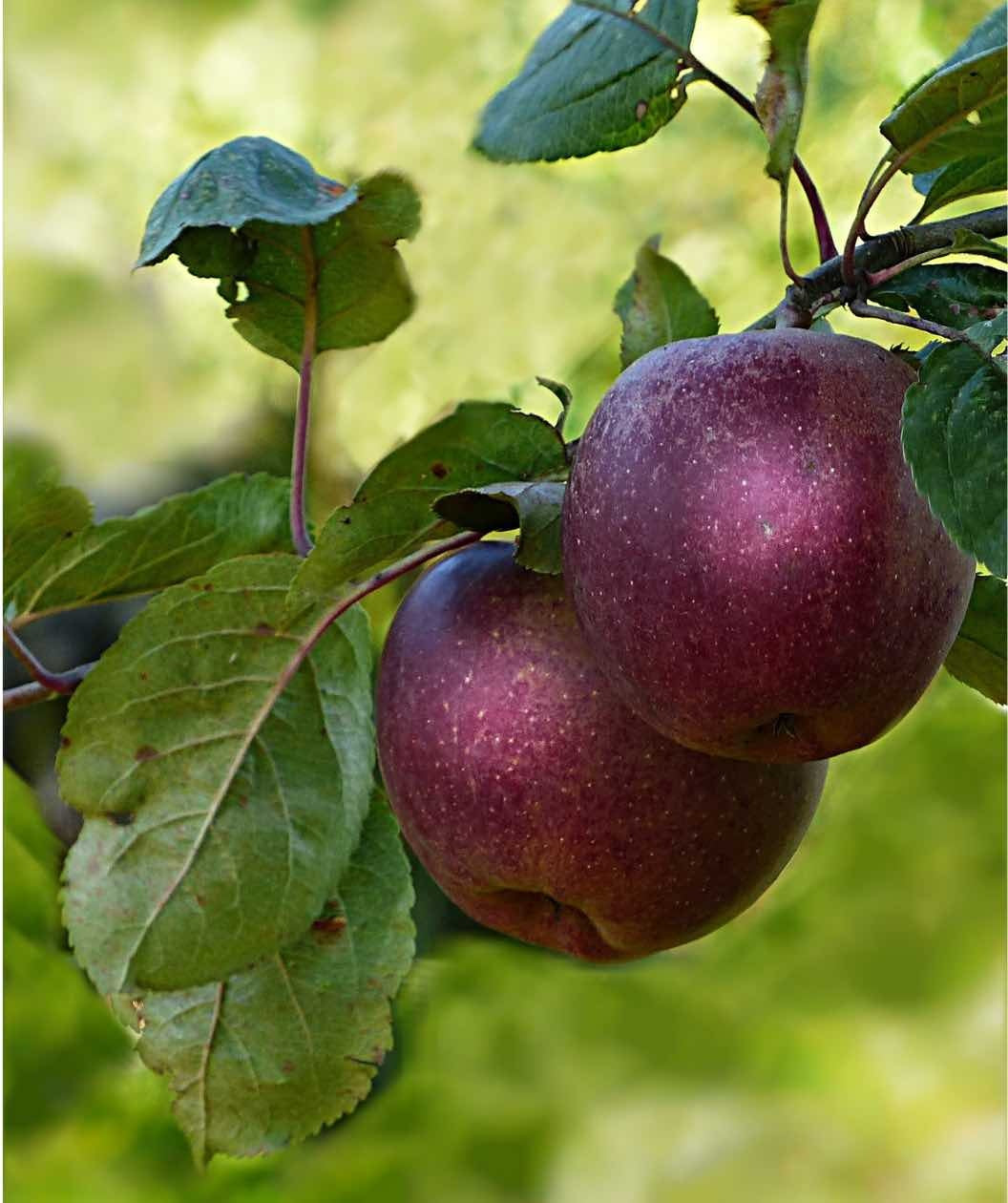 APPLE TREE ARKANSAS BLACK (5 Gallon) malus domestica