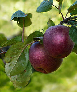 Apple Arkansas Black Tree