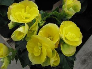 Begonia Hiem Blitz Yellow (4.5" Pot)