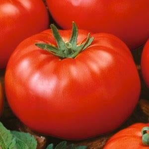 Tomato Beefsteak (3.5") (Shipped)