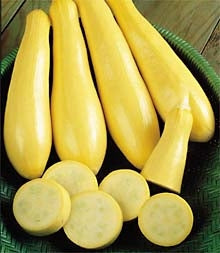 Squash Yellow Straight Neck (12-04 Pack)