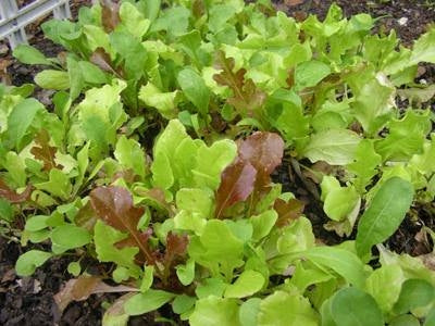 Lettuce Mesclun Mix (8-04 pack)