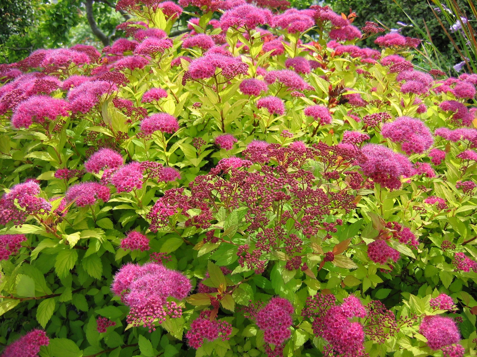 spirea japonica ‘magic carpet’ MAGIC CARPET SPIREA