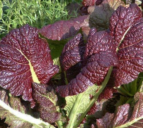 Red Giant Mustard