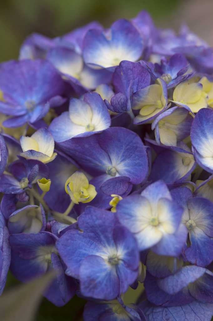 hydrangea macrophylla ‘bloomstruck’ ENDLESS SUMMER BLOOMSTRUCK HYDRANGEA